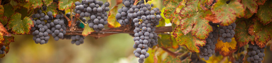 Burgundy Grapes